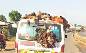 Chicken Transports